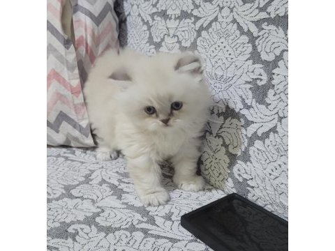 British longhair blue point dişi bebek