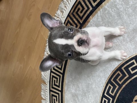 Güzeller güzeli dişi blue french bulldog