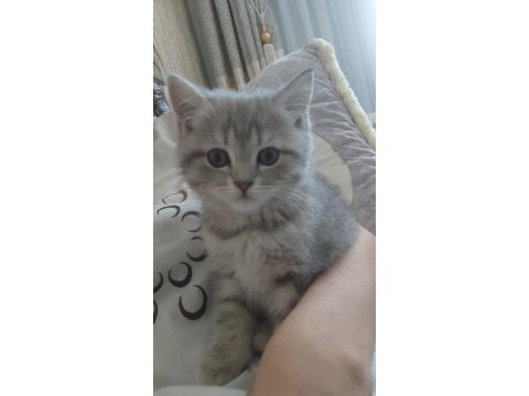 Kedimiz sahiplendirmeye açık