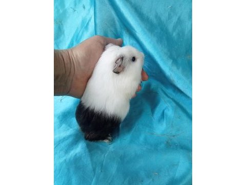 Ginepig yavrular