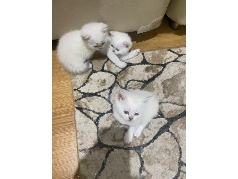 Kar beyaz maviş british shorthair yavrular