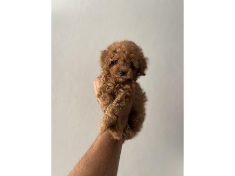 Sakarya toy poodle yavruları