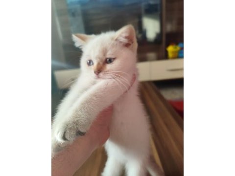 60 günlük british shorthair blue point