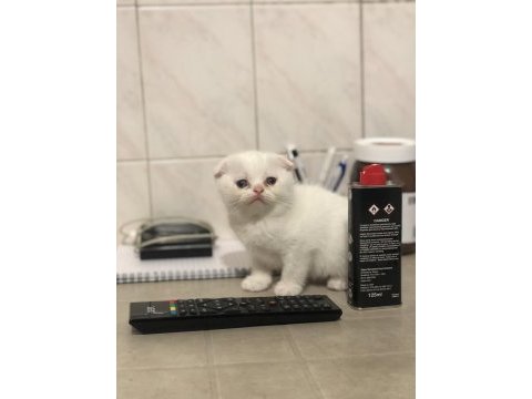 50 günlük scottish straight ve scottish fold yavrular