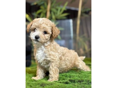 2 aylık erkek dişi toy poodle yavrular