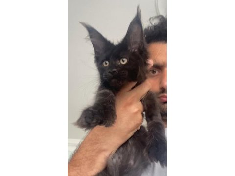 Polydactly 6666 xxxl jaguar erkek maine coon