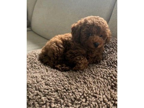 Toy poodle kore yavrularımız orjinal teacup