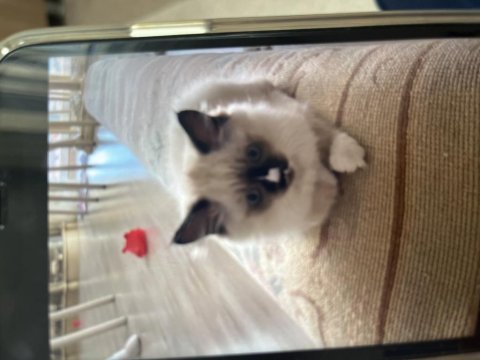 Anne babası orijinal ragdoll yavrumuz 2 aylık oldu
