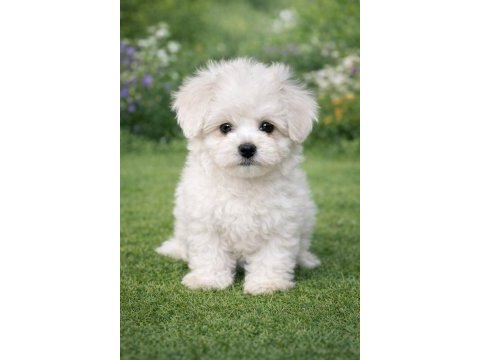 A kalite gerçek maltese terrier köpekler