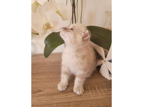 Scottish fold erkek bebek