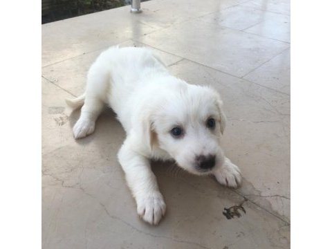 Maltipoo yavru 40 günlük