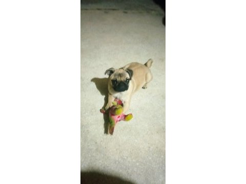 5 aylık pug
