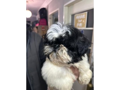 Orjinal shih-tzu yavrularımız