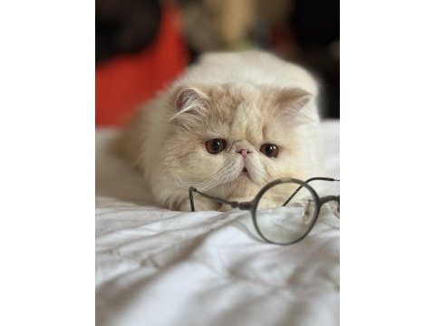 Erkek exotic longhair lütfen arayarak bilgi alın