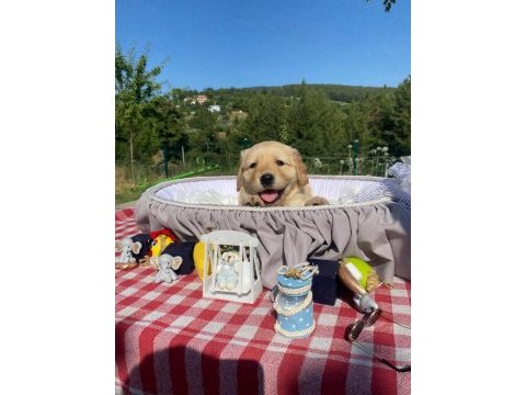 Baby face safkan golden retriever yavrularımız