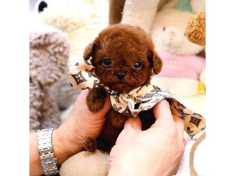Maltipoo kore bebişler