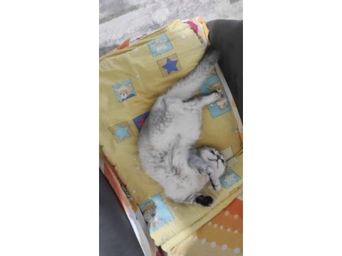 En iyi dost scottish fold