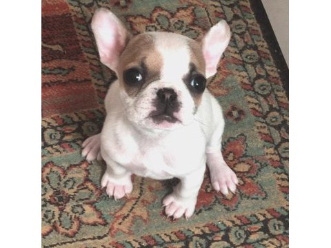 Dişi 1.5 aylık french bulldog