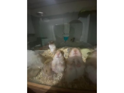 Ev üretimi teddy bear hamster