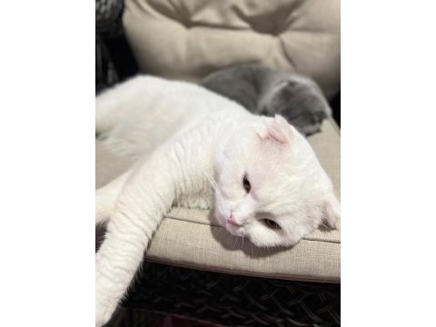 Scottish fold erkek kedimiz