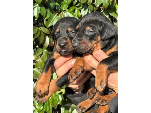 Safkan king doberman yavrularım