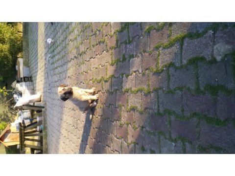 Kendi sivastan getirilmiş kangal yavrular