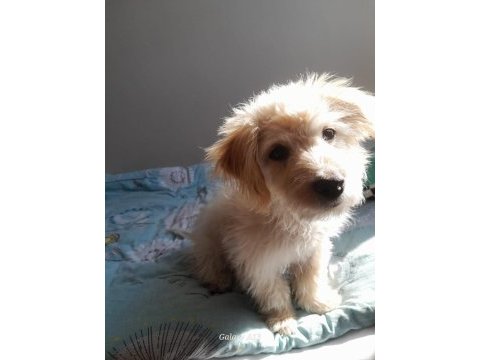 4 aylık yavru köpeğimiz
