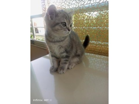 Muhteşem güzellikte british shorthair yavrular yuva arıyor