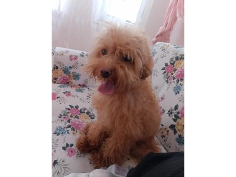 7 aylık maltipoo