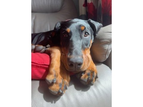 Kaliteli insanın kaliteli köpeği olur