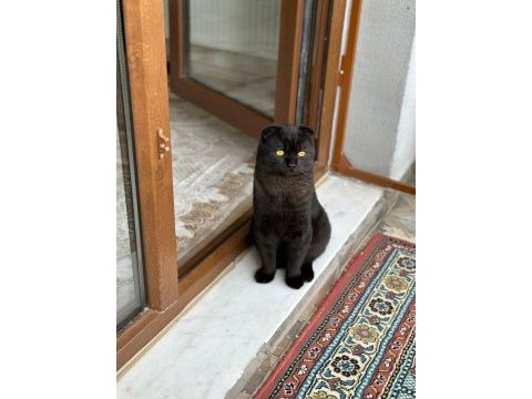 Siyah scottish fold erkek kedi