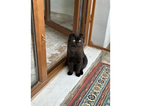 Siyah scottish fold erkek kedi