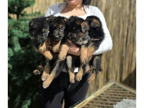A şecereli safkan alman çoban köpeği yavrularımız