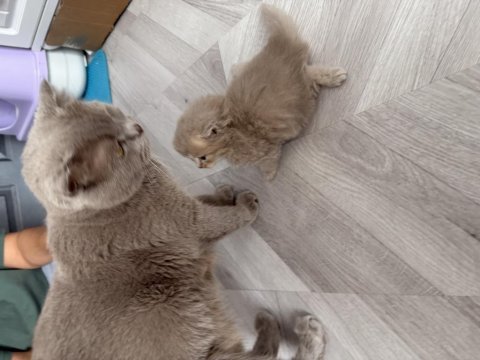 Scottish fold lilak longhair disi