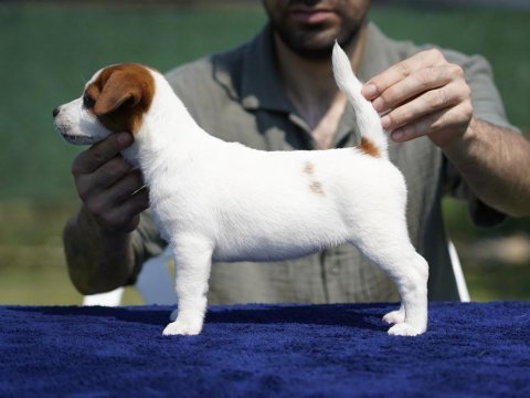 Fcı-kıf şecereli sağlıklı ve safkan kısa tüylü köpeğimiz