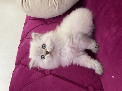 Safkan point dişi british longhair yavrumuz