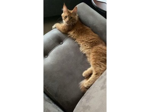 Tatlı maine coon kedimiz