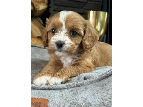 Cavapoo bebeklerimiz üst kalite