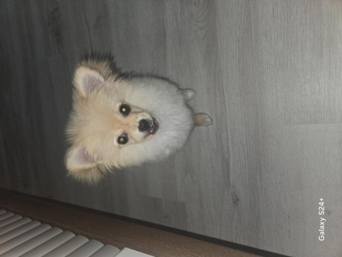 Pomeranian lui evinizin neşesi olmaya geliyor