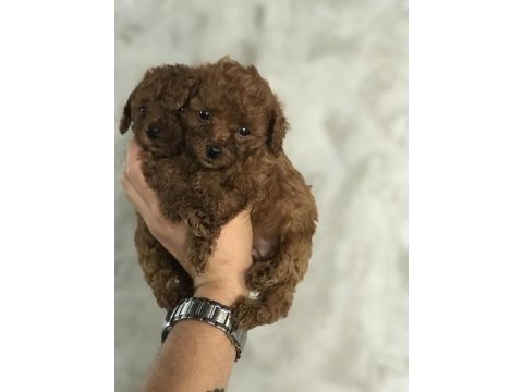 Toy poodle bebeklerim