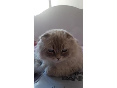 Tüy dökmez aşıları tam yapılmış scottish fold