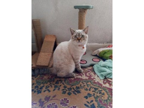 Eylül doğumlu blue point erkek kedimiz