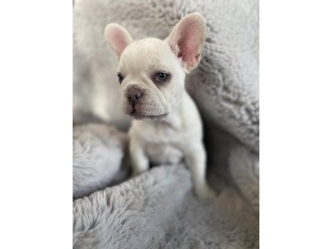French bulldog özel bir renk ve karakter