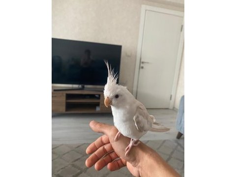 Konuşan tarçın full evcil fallow sultan papağanı