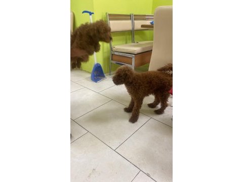 Toy poodle yavrular ırk sağlık garantili