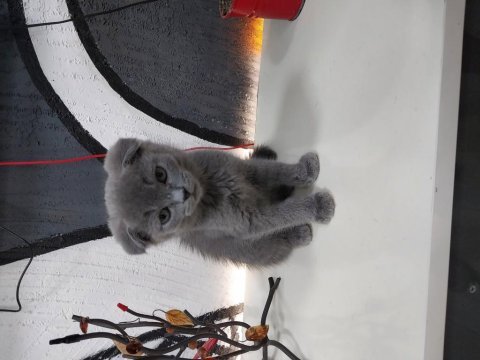 Scottish fold