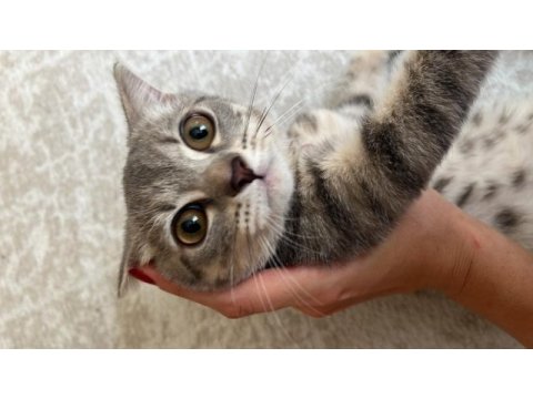 British shorthair 3,5 aylık