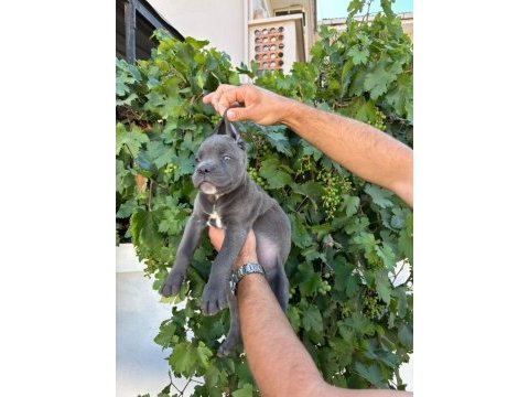 Cane corso yavrularımız