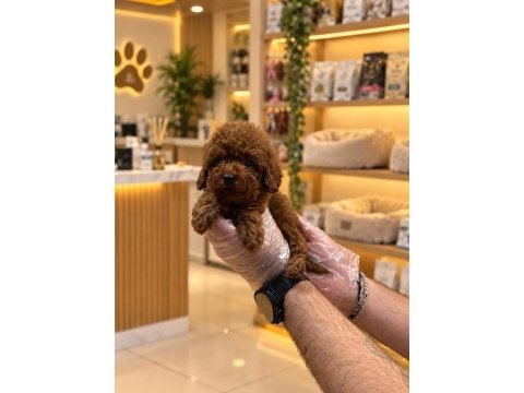 Irk garanti toy poodle yavrularımız