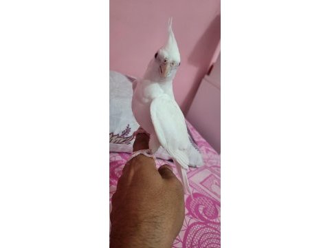 9 aylık kırmızı göz albino sultan papağanı